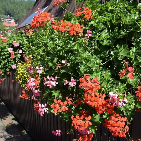 Pieniny, Centrum Szczawnicy Rum i privatbostad Szczawnica
